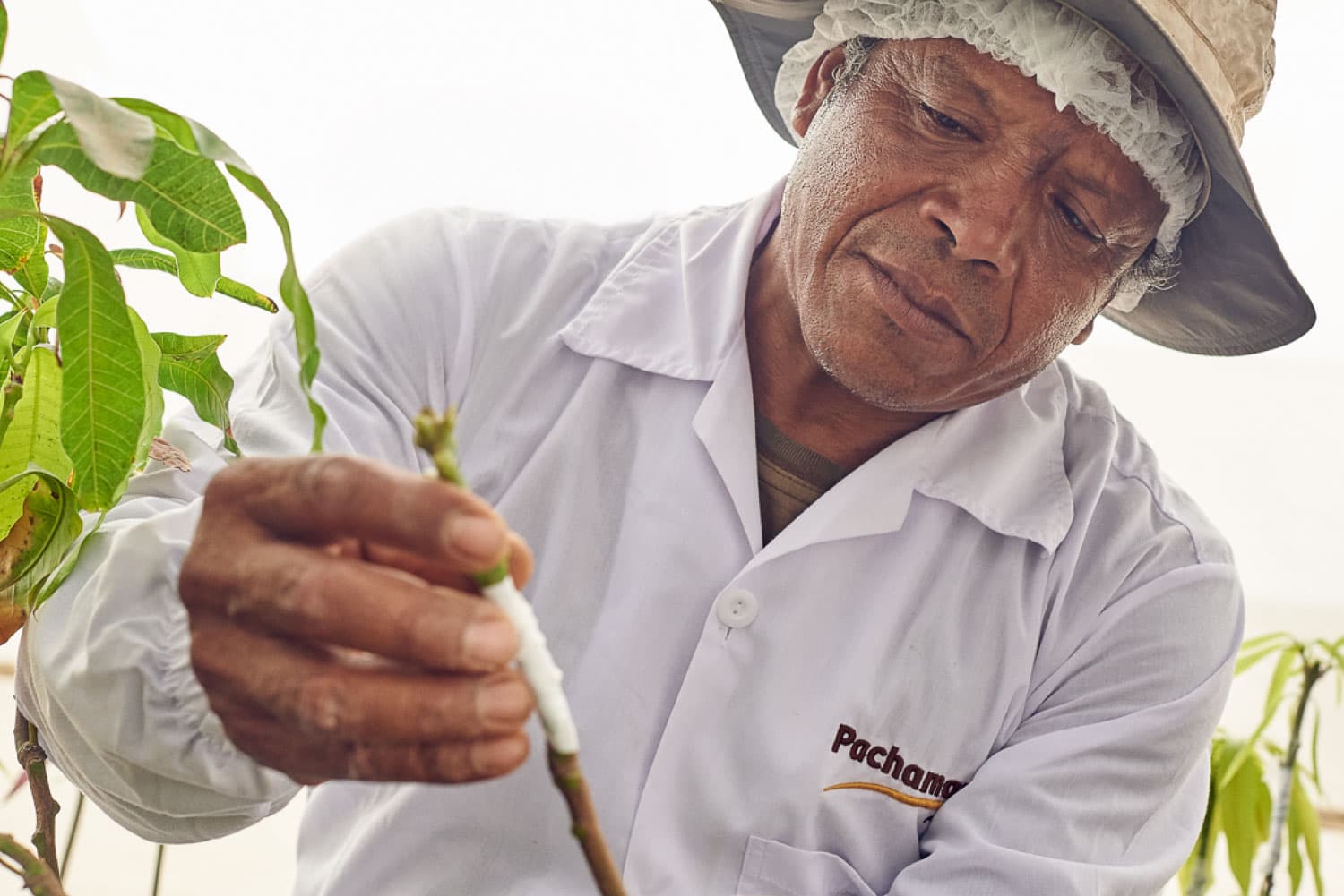 Female worker checking the quality of fruits.