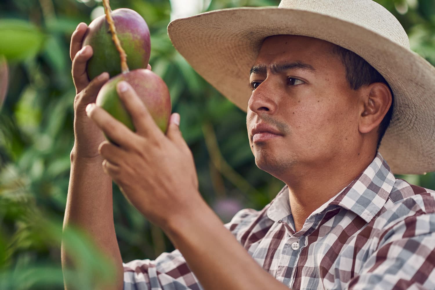 Trabajador recogiendo frutas de campos agrícolas