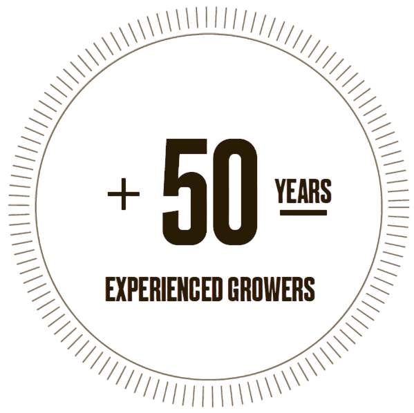 icon where we talk about our excellent work team,Certified guarantee,Innovation