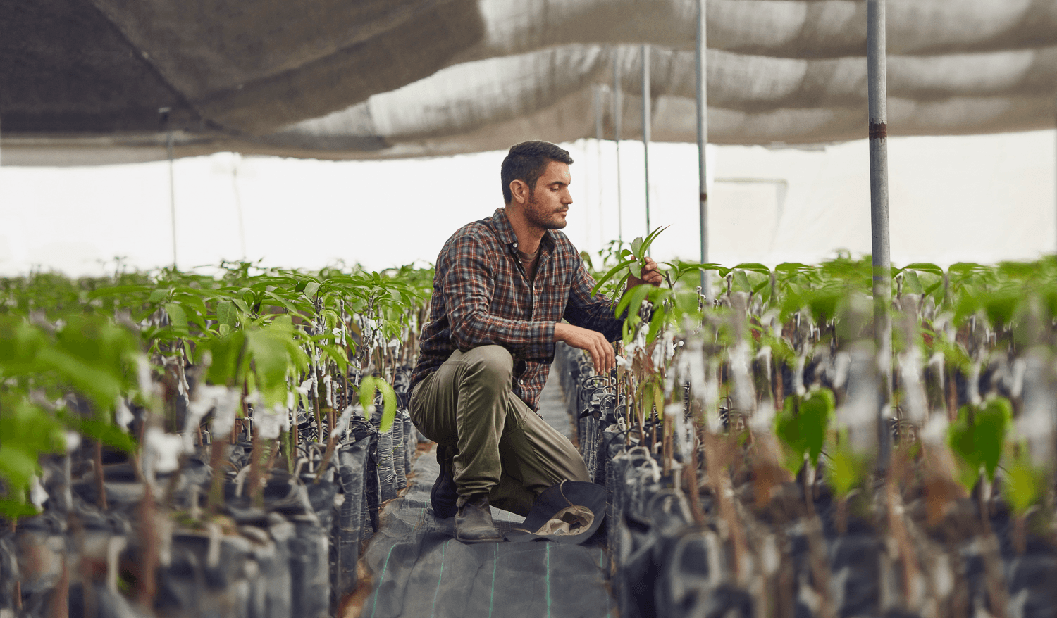 instalaciones y trabajadores de fincas pachamama cultivando frutas de calidad || pachamama_farms_high_quality_exotic_fruits_vegetables_peru