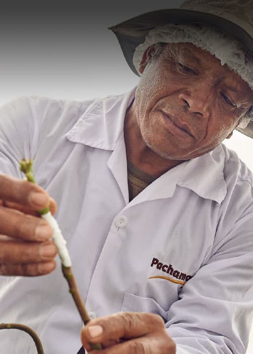 Female worker checking the quality of fruits.