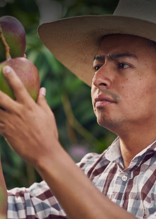 Trabajador recogiendo frutas de campos agrícolas